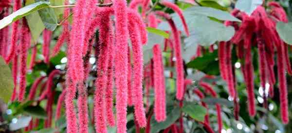 Soins de la plante de chenille cultivant la plante d'Acalphya queue chaude rouge