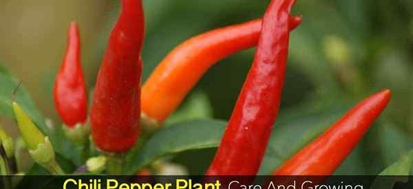 Como cultivar a planta de pimenta do Chile