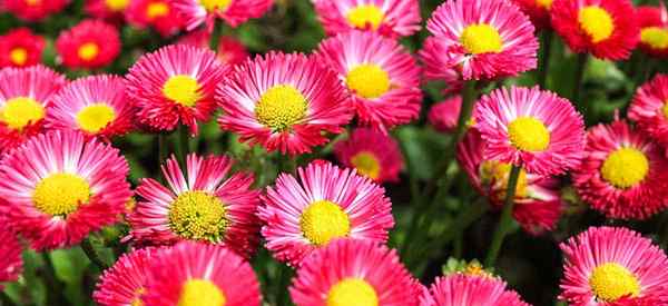 Croissance de la Chine Aster s'occupant de Callistephus chinensis