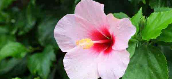 Hibiscus chinês (Hibiscus rosa-sinensis) dicas de cuidados rápidos