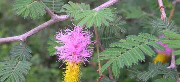 Cómo cuidar a Dichrostachys cinerea