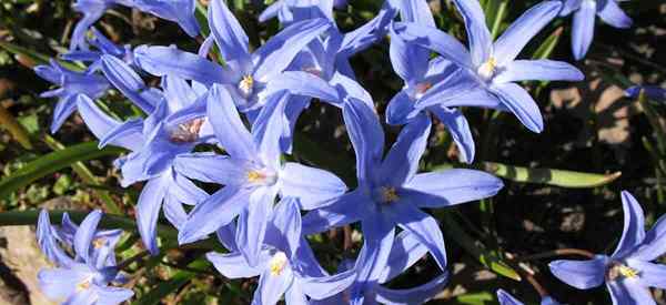 Cómo cuidar las bombillas de Chionodoxa Gloria de la nieve