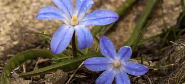 Chionodoxa forbesii perawatan tanaman belajar menumbuhkan kemuliaan