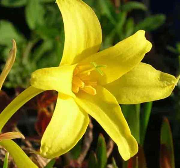 Perfumowana wróżka liliowa Care Learning to uprawianie fragrans chlidanthus