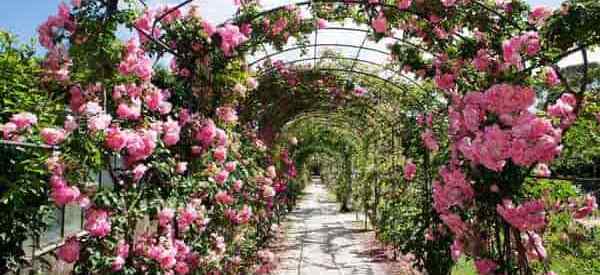 Paisajismo de un jardín de rosas - eligiendo rosas de jardín para su paisaje