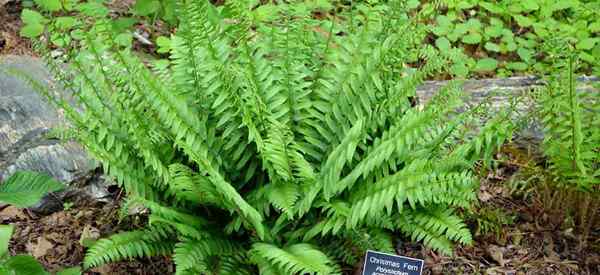 Peduli Fern Natal Cara Menumbuhkan Polystichum Acrostichoides