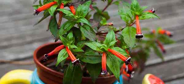 Tips perawatan tanaman cerutu untuk menanam bunga cuphea ignea