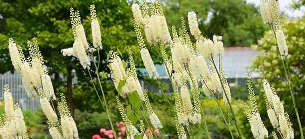 Cimicifuga racemosa cultivando y cuidado de negro cohosh