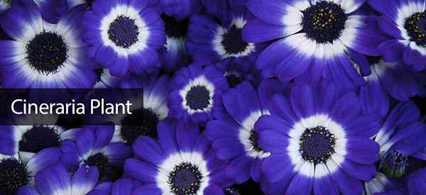 Cineraria fleurs comment cultiver et prendre soin des plantes Cineraria