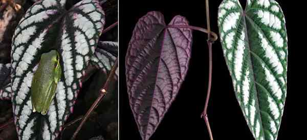 Cissus décolorant l'escalade de la plante Rex Begonia Vine Care