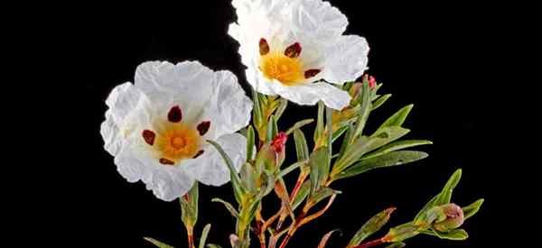 Cuidado de plantas Cistus Ladanifer como cultivar goma rockrose