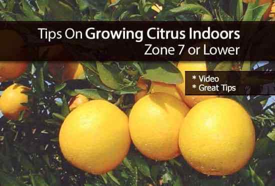 Consejos sobre el cultivo de cítricos en el interior de la zona 7 o inferior
