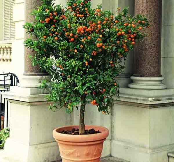 Árboles en macetas | Patio pequeños para flores al aire libre, fragancia y patio