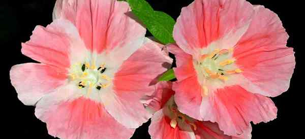 Clarkia Wildflowers wachsen und für die Fürsorge