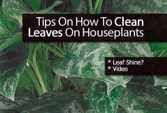 Cara Membersihkan Daun Houseplant