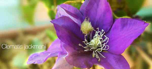 Clematis Jackmanii Plant Care Comment cultiver Jackman Clematis