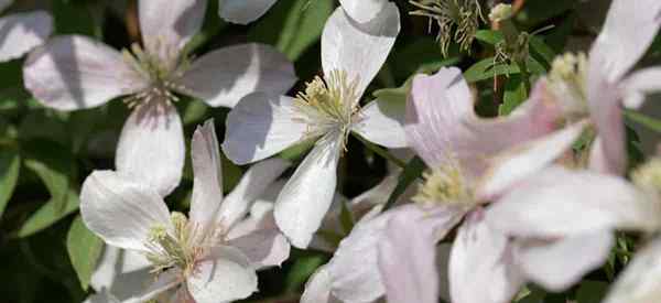 Wachstum von Clematis Montana Pflanze Wie man sich um den Himalaya -Clematis kümmert