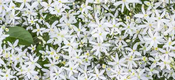 Comment prendre soin des plantes Clematis paniculata