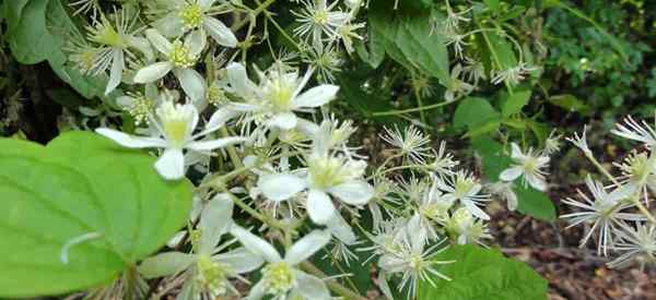 Apprenez les conseils de soins Clematis Virginiana