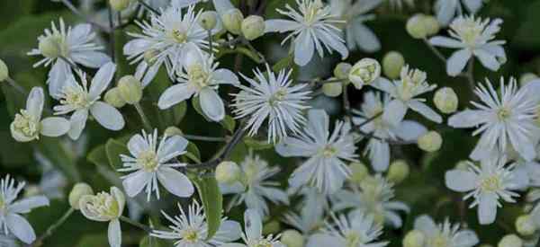 Wskazówki dotyczące Clematis vitalba (broda starego człowieka)