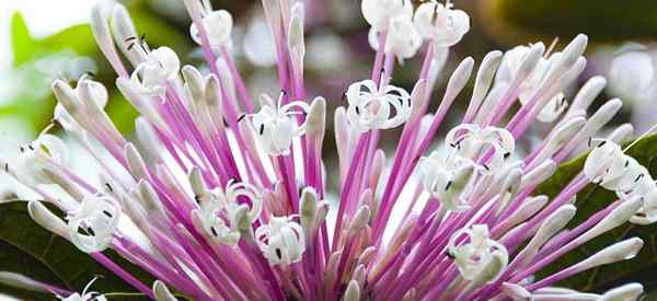 Plant de Clerodendrum en croissance Comment s'occuper de la vigne du cœur saignant