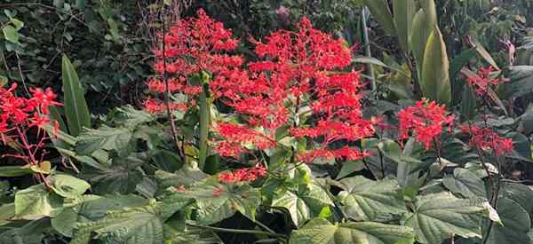 Clerodendrum Paniculatum -Pflegespitzen wachsen die Pagodeblume