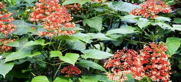 Clerodendrum speciossimum perawatan bagaimana menumbuhkan bower java glory bower