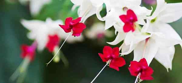 Cara merawat tanaman clerodendrum glory bower