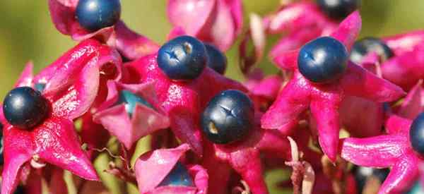 Clerodendrum trichotomum cultivando la glorybower de Harlequin