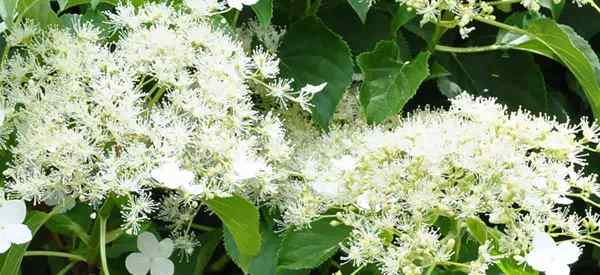 Hidrangea crescente de escalada Aprenda cuidados de hidrangea petiolaris