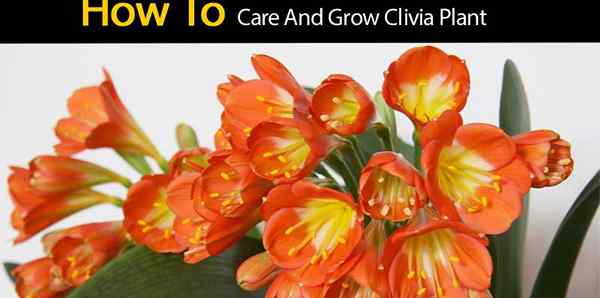 Clivia Plantes Clivia Comment prendre soin des fleurs Clivia