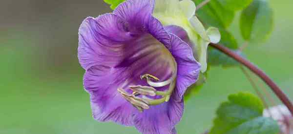 Cultivo de Cobaea Scandens Cómo cuidar la vid de copa y salsa