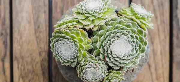 Sempervivum Arachnoideum Pflanzenpflege, wie man Spinnweb Houseleek wächst