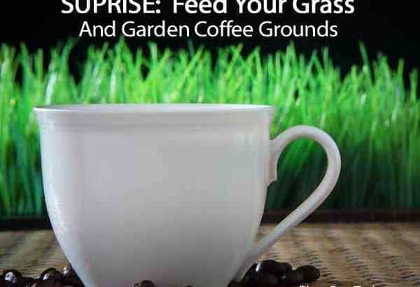 Suprise Feeding Coffee Grounds for Grass & Garden jest dobry!