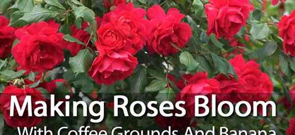 Fazendo rosas florescer com grãos de café e banana