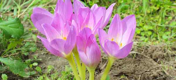 Los bulbos de Colchicum se preocupan por el crecimiento de otoño de otoño