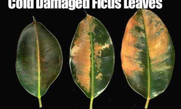 Plantes tropicales rustiques froides - effets des températures froides sur la croissance des plantes
