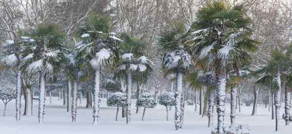 Kalte winterharte Palmen 5 Faktoren und Top -Handflächen