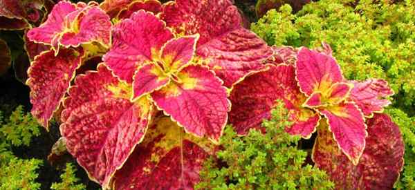 Coleus est-il toxique pour les chats, les chiens et les gens?