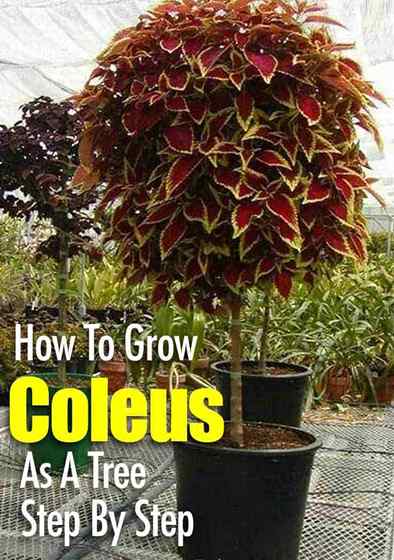 Comment faire pousser Coleus comme un arbre étape par étape