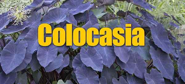 Planta de ouvido de elefantes como cuidar da colocasia esculenta