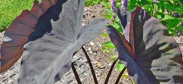 Colocasia Magia negra Magia Black Elephant Ear Planta