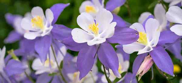 Flores de columbina que cultivan, plantan y cuidan las plantas de aguilegia