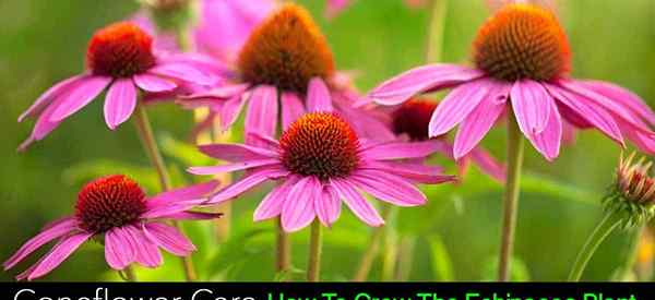 Coneflower Care Growing Echinacea sebagai lanskap atau tanaman kontainer