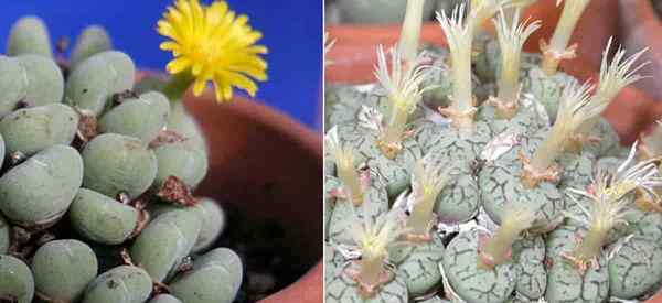 Prendre soin des succulentes conophytum Comment faire pousser des plantes à cônes miniatures