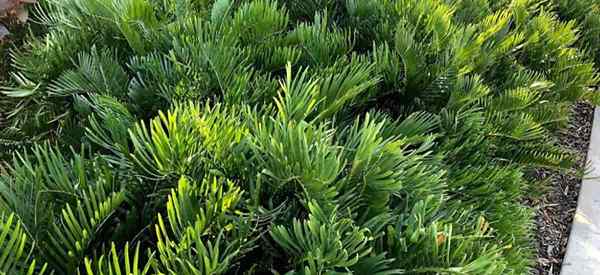 Coontie Palm Care Tips