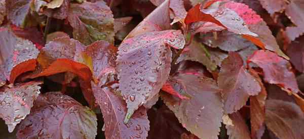 Erfahren Sie, wie Sie Kupferblatt -Acalypha anbauen können