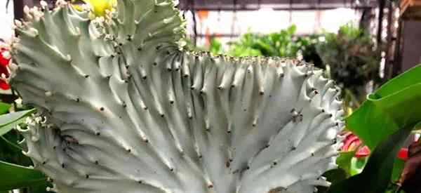 Coral Cactus Care Rosnące euforbia lactea cristata