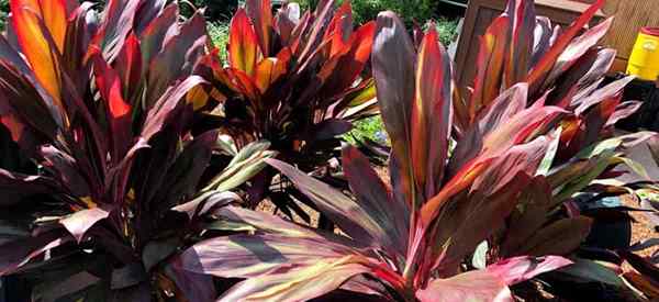 Cómo cultivar cordyline fruticosa