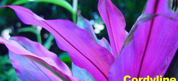 Cordyline Plant Care How to Grow Hawaiian Ti Plants